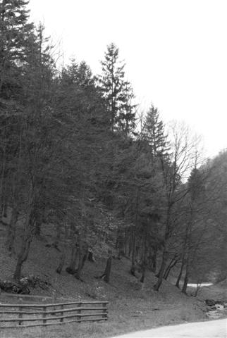 Carpati.org