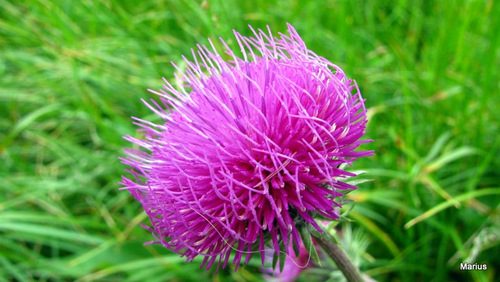 Carpati.org