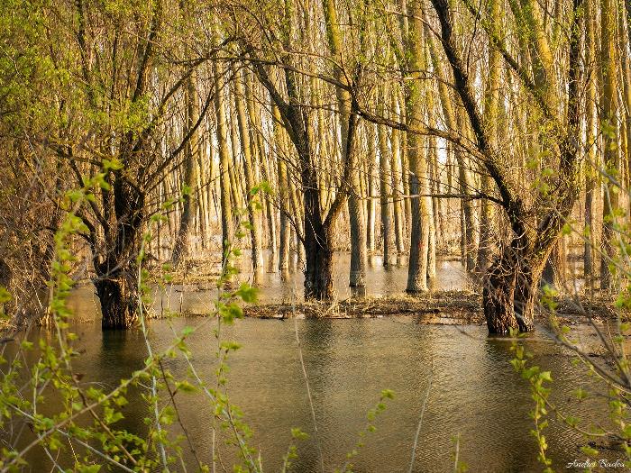 /dobrogea/84.jpg