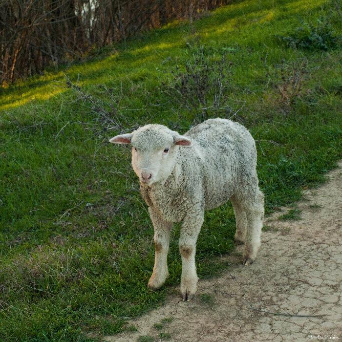/dobrogea/86.jpg
