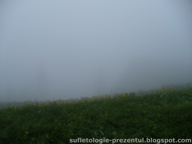 /Piatra/p1290943-_white_and_yellow_out.jpg
