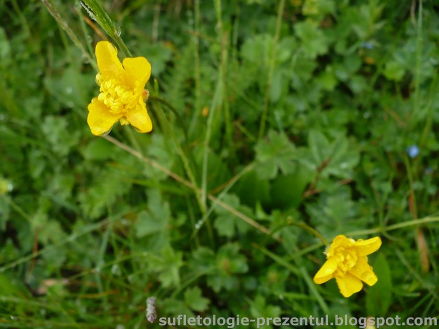 /Piatra/p1290975-_cat_strang_brasovenii_incerc_cateva_macro-uri_mai_mult_sau_mai_putin_reusite.jpg