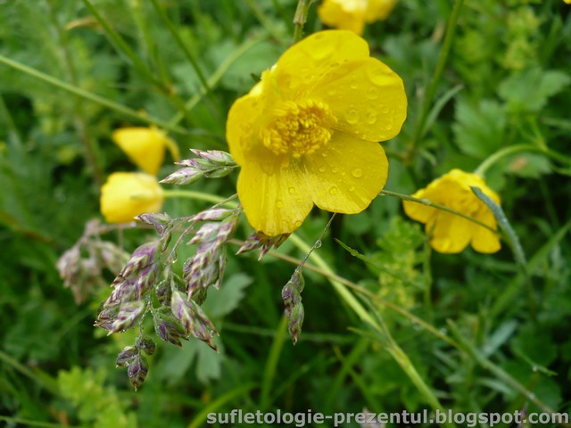 /Piatra/p1290978-_cat_strang_brasovenii_incerc_cateva_macro-uri_mai_mult_sau_mai_putin_reusite.jpg