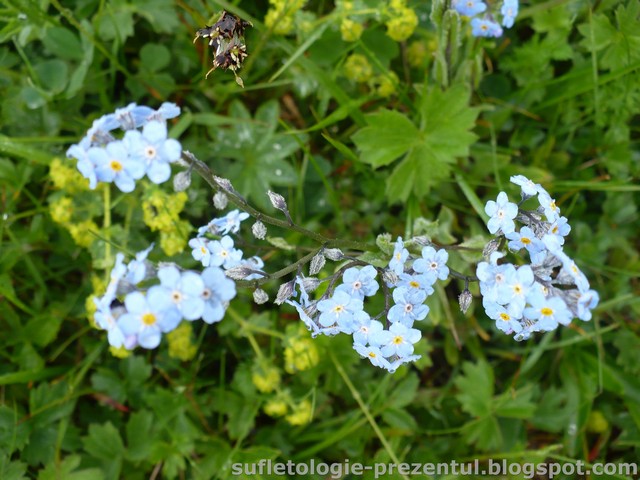 /Piatra/p1290981-_cat_strang_brasovenii_incerc_cateva_macro-uri_mai_mult_sau_mai_putin_reusite.jpg
