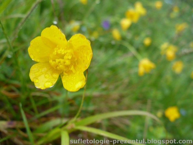 /Piatra/p1290983-_cat_strang_brasovenii_incerc_cateva_macro-uri_mai_mult_sau_mai_putin_reusite.jpg
