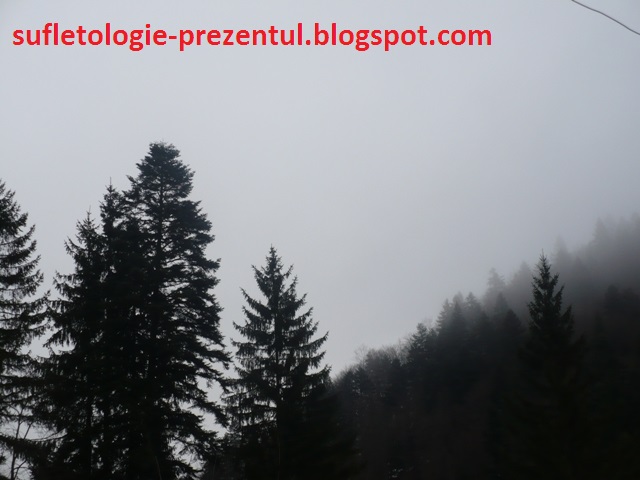/Stevia/p1570712-_in_continuare_cer_acoperit_resize.jpg