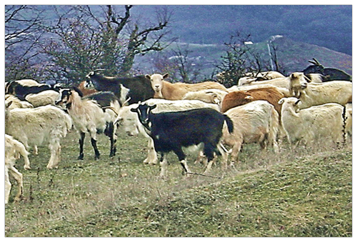 Carpati.org