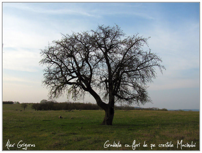 /Macin_23_04_2010/19_creasta_macin_187.jpg