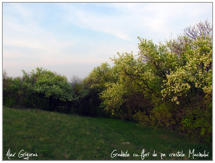 /Macin_23_04_2010/20_creasta_macin_213.jpg