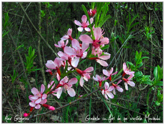 /Macin_23_04_2010/32_creasta_macin_254.jpg