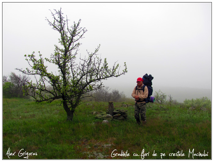 /Macin_23_04_2010/34_creasta_macin_342.jpg