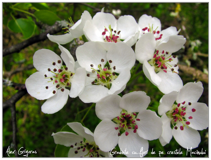 /Macin_23_04_2010/38_creasta_macin_404.jpg