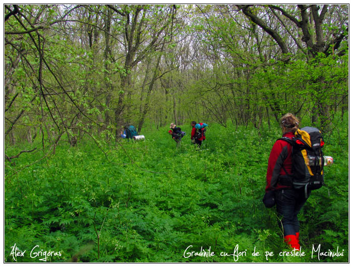 /Macin_23_04_2010/45_creasta_macin_497.jpg
