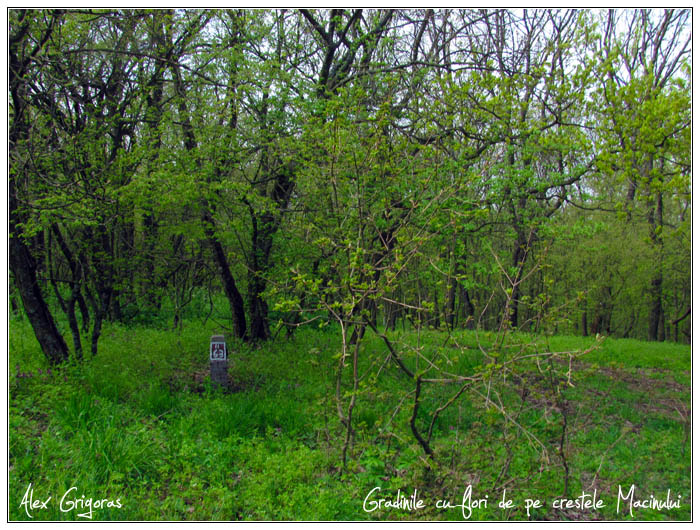 /Macin_23_04_2010/47_creasta_macin_508.jpg