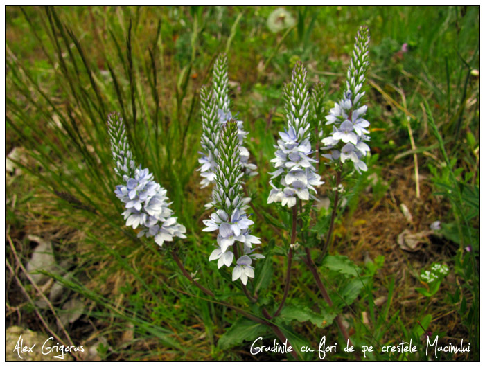 /Macin_23_04_2010/53_creasta_macin_595.jpg