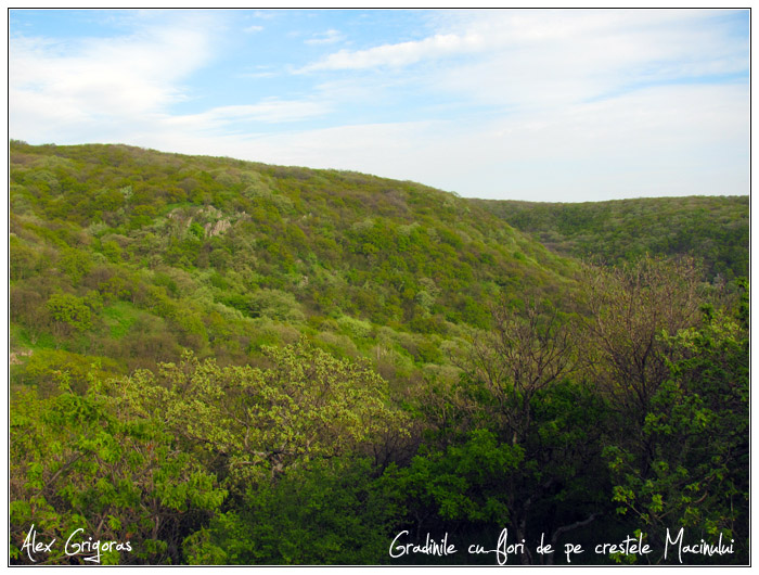 /Macin_23_04_2010/55_creasta_macin_660.jpg