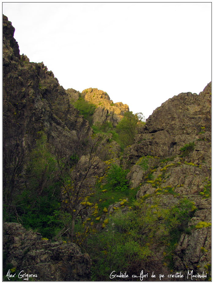 /Macin_23_04_2010/62_creasta_macin_775.jpg