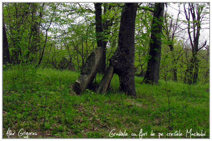 /Macin_23_04_2010/66_creasta_macin_839.jpg