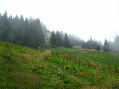 Carpati.org