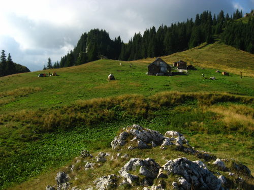 Carpati.org