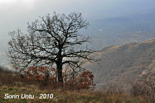 /Jurnal_2011/37.jpg