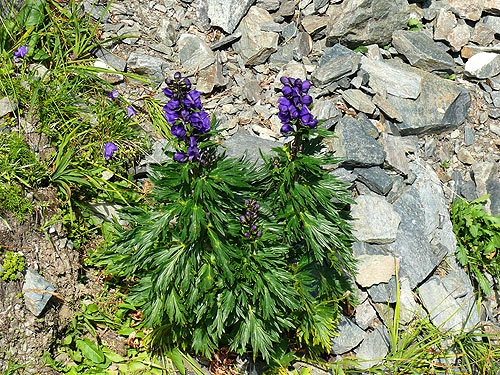 /FagarasAug2010/14.jpg