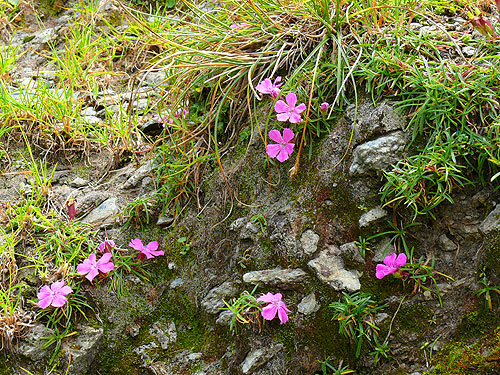 /FagarasAug2010/6.jpg