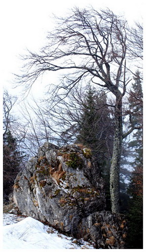 Carpati.org