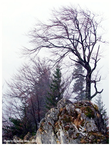 Carpati.org
