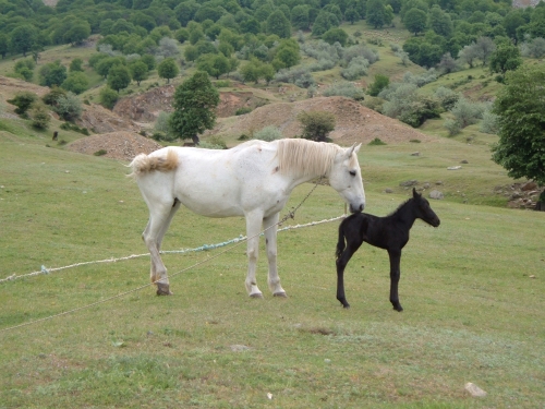 Carpati.org