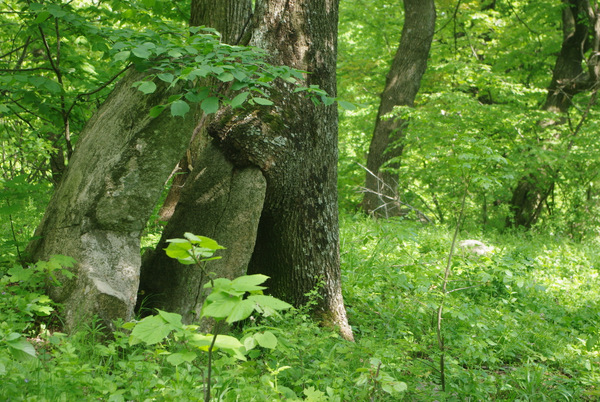 /Macin2011/imgp6345.jpg