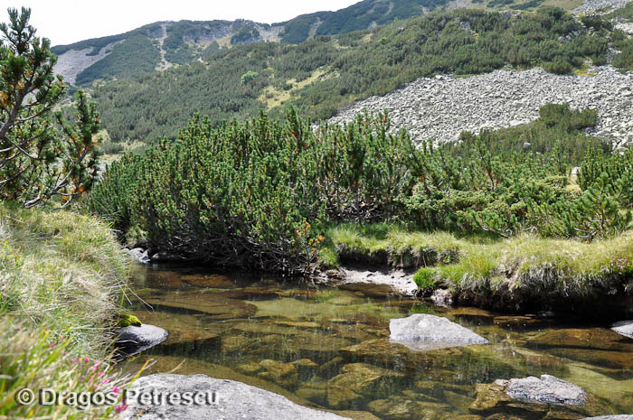 /Pirin/_dsc0412.jpg