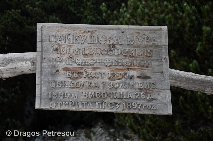 /Pirin/_dsc0422.jpg
