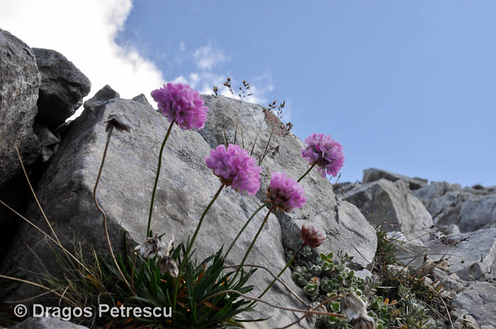 /Pirin/_dsc0531.jpg