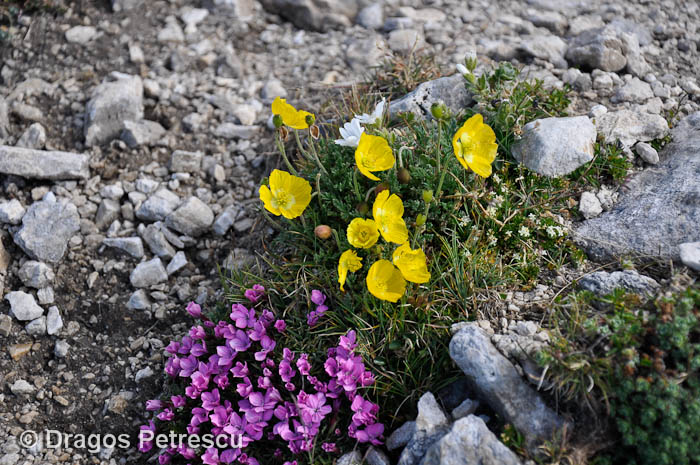 /Pirin/_dsc0532.jpg