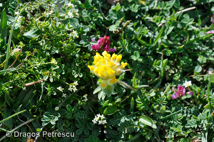 /Pirin/_dsc0650.jpg