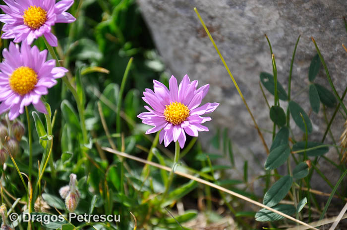 /Pirin/_dsc0662.jpg