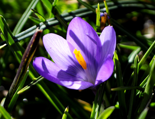 Carpati.org