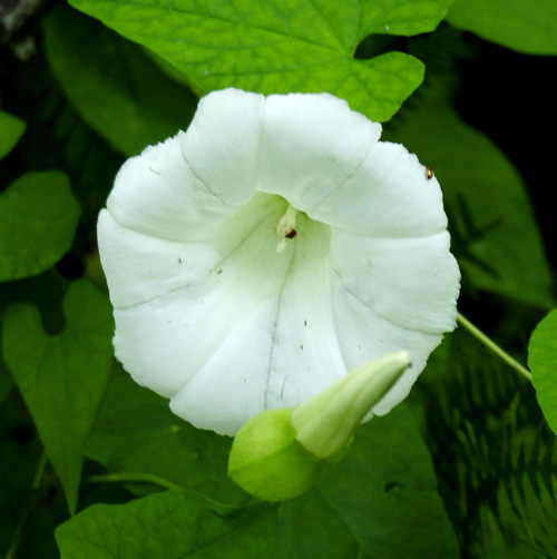 Carpati.org