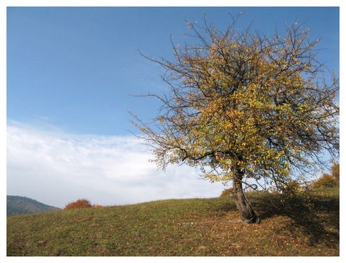 Carpati.org