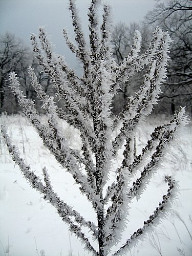 Carpati.org