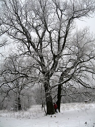 Carpati.org