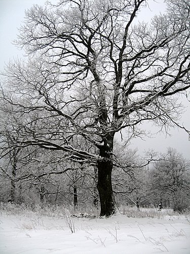 Carpati.org