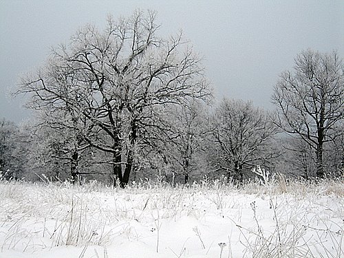 Carpati.org