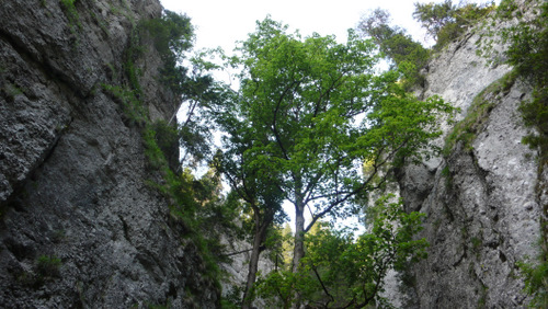 Carpati.org