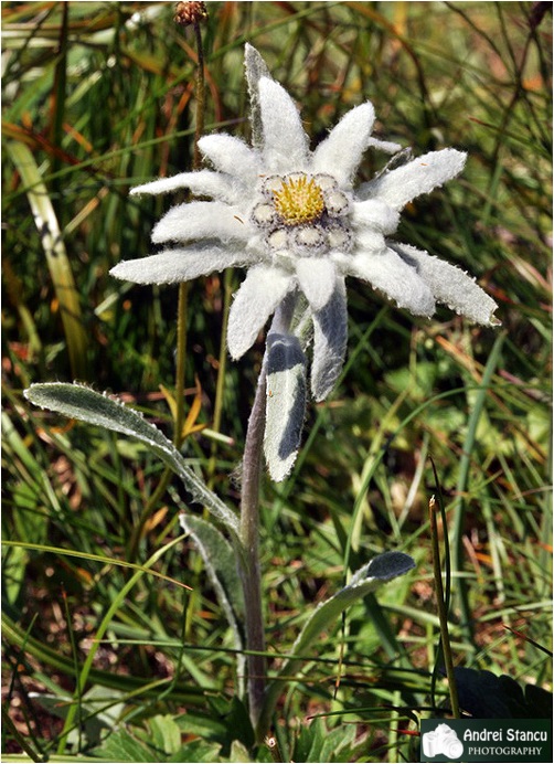 /Bucegi/floare_de_colt.jpg