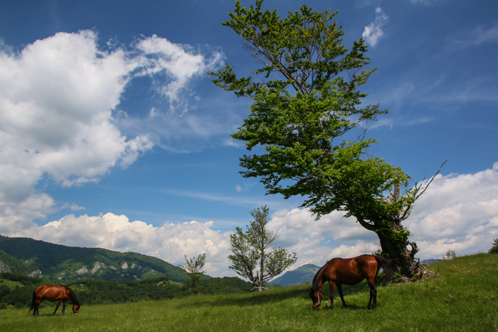 /arjana/img_1131-2.jpg