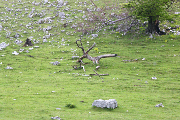 /crovuri/img_0916.jpg