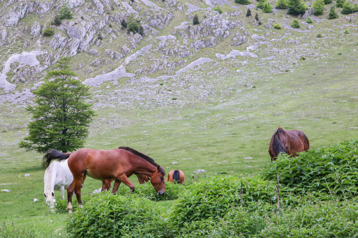 /crovuri/img_0951.jpg