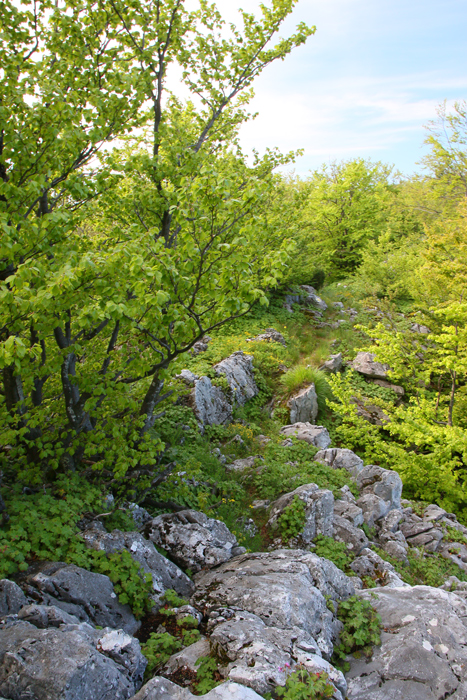 /crovuri/img_1044.jpg